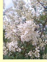 Бирючина обыкновенная (Ligustrum vulgare L.) Бирючина обыкновенная (Ligustrum vulgare L.)